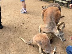 -可伦宾野生动物保护区