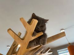 -猫亿天猫咖