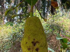 -中国科学院西双版纳热带植物园