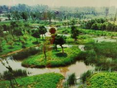 -中国扬子鳄村