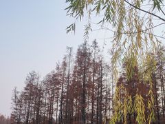 -白鹭湾湿地公园