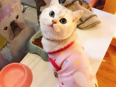 -小呆的宠物店·宠物售卖·宠物寄养(城西店)