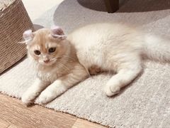 -瞄一喵猫咖(格力海岸店)
