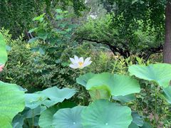 -莲花池公园