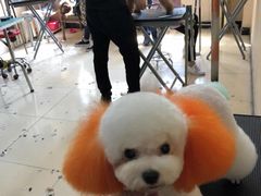 -优缇多格专业宠物美容师培训学校