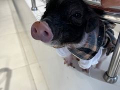 -怪兽屋·羊驼·猫咖·狗咖(俊华广场店)