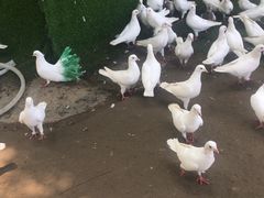 -南通洲际绿博园