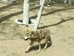 -北京野生动物园