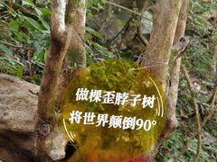 -石台牯牛降景区