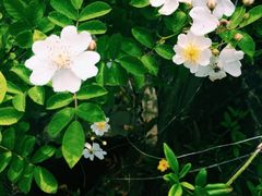 怡沁园度假村-上海怡沁园度假酒店