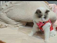 -喵百万·布偶·蓝金金渐层英短·猫舍(百子湾店)