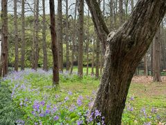 -上海共青森林公园