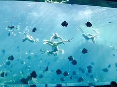 -瑞德姆美人鱼海底演艺主题餐厅(亚龙湾店)