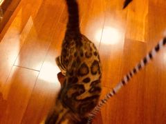 -猫大福·Fortune Cat猫舍(百子湾店)