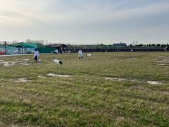 -盐城丹顶鹤湿地生态旅游区