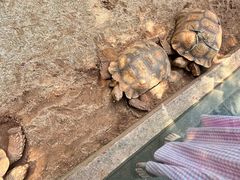 -海南热带野生动植物园