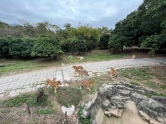 -深圳野生动物园