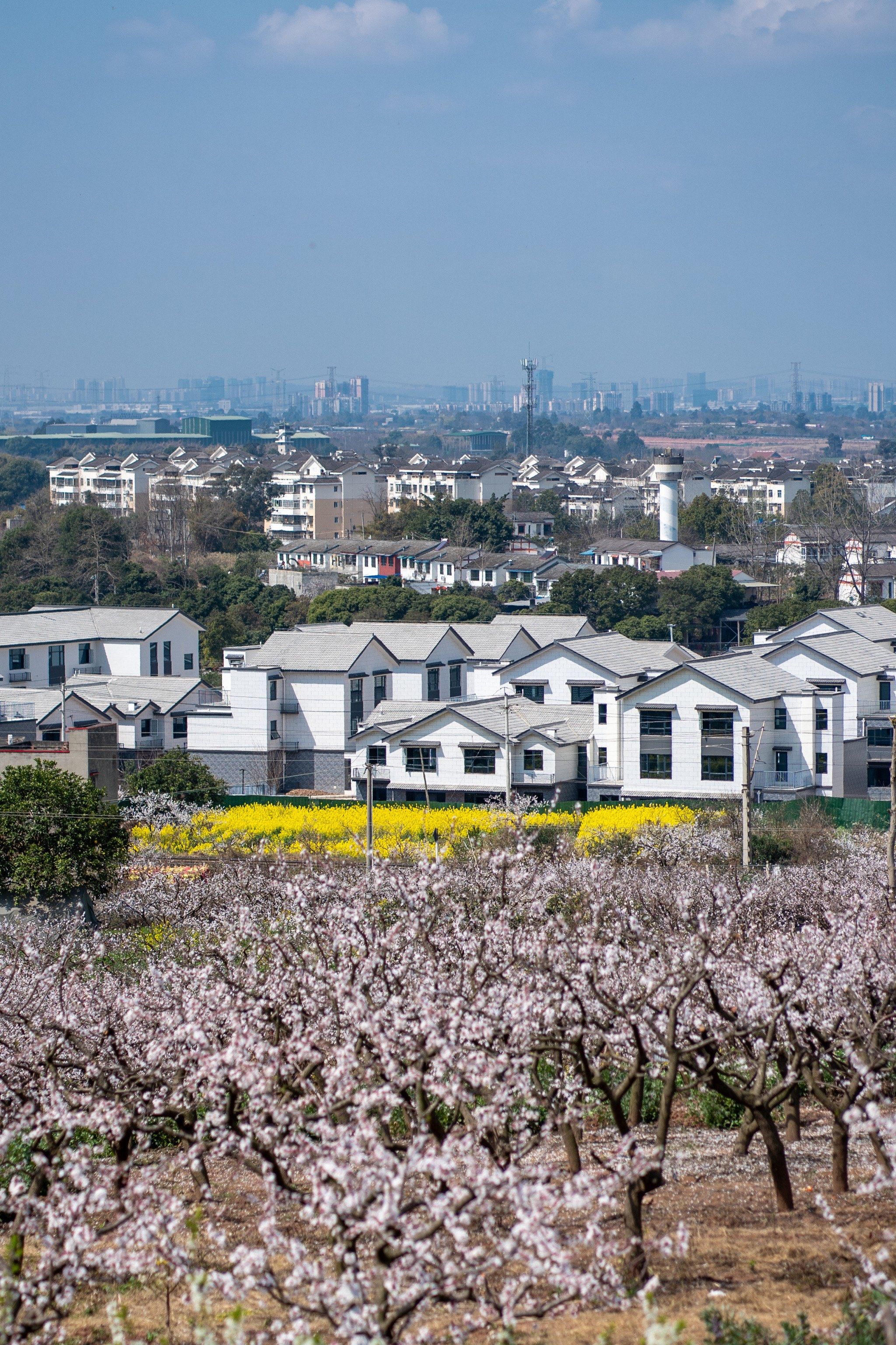 春日赏花|去青白江追一场杏花雨