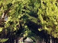 -洛阳市隋唐城遗址植物园