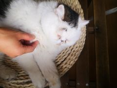 -Cappucimeow猫咪咖啡馆(韦伯时代店)