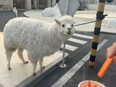 -Blue Concept Cafe&Farm·關於藍