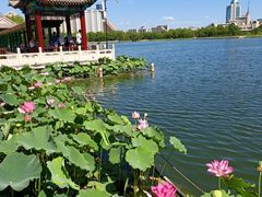 -莲花池公园