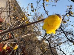 -泰山风景名胜区-普照寺