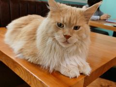 -猫小院猫主题餐厅(三里屯店)