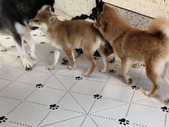 -毛绒耶耶撸宠馆·猫咖·狗咖·荷兰猪咖