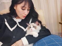 -momokira米努特·德文卷毛猫·棉花面纱犬