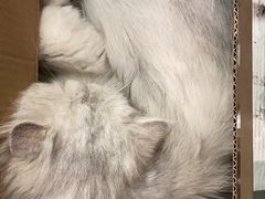 -猫小院猫主题餐厅(三里屯店)