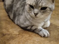 -小放牛炒菜馆(华北商厦店)