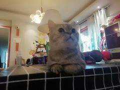 -万小咖.猫咖(中山路天虹店)