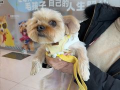 -帕帕拉兹宠物(亚洲旗舰店)