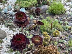 -崇圣寺三塔文化旅游区