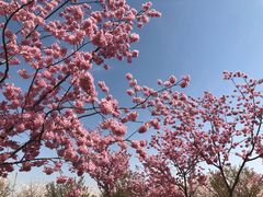 -古柏渡飞黄旅游区