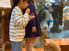 -more than meow吴止猫主题餐厅(承德 中船汇店)