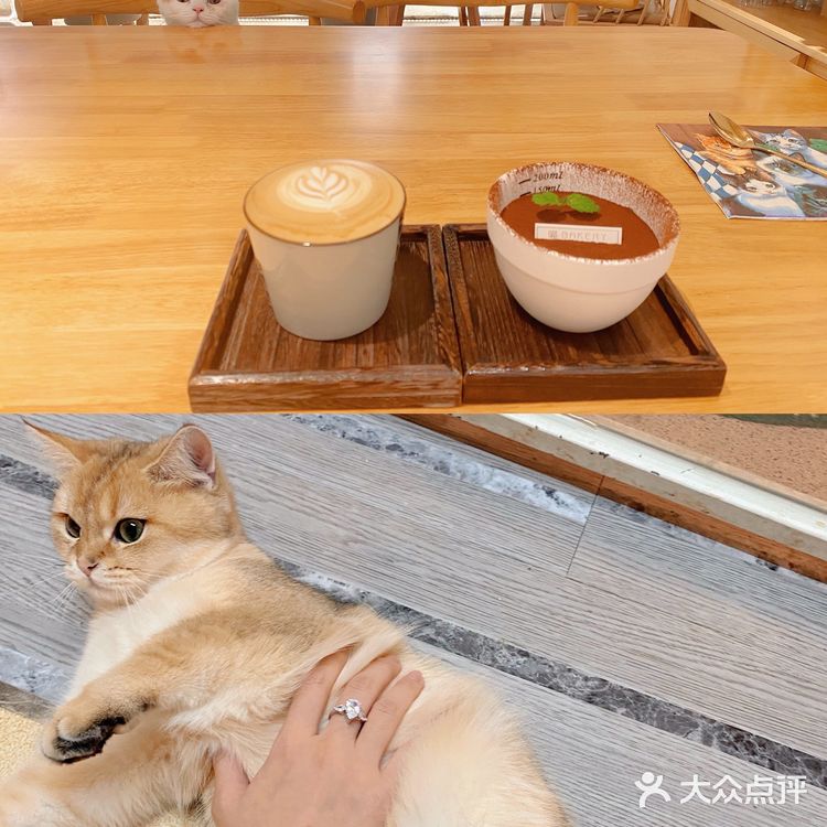 天津🐈探店｜是香软软的小猫咪呀🦷  