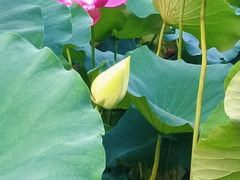 -洛阳市隋唐城遗址植物园