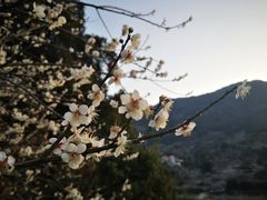 -广州市流溪河国家森林公园