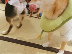 -逗柴咖啡屋·狗咖猫咖宠物桌游