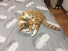 -康成宠物医院24H·CT·核磁共振