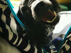 -瑞鹏宠物医院·骨科·猫科·内科(第一中心)