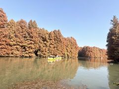 -上海海湾国家森林公园