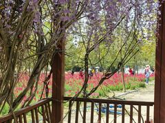 -天适樱花悠乐园