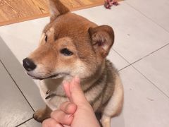 -柴务处·柴犬主题狗咖