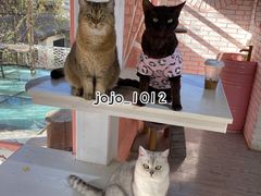 -喵屿·大理花园猫咖