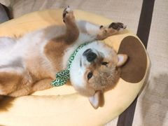 -逗柴咖啡屋·狗咖猫咖宠物桌游
