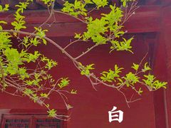 -洛阳白马寺