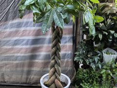 -青石桥花鸟鱼虫市场(叠翠城店)